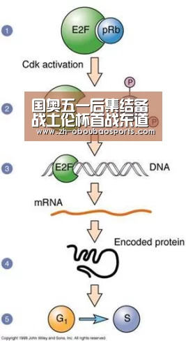 ob欧宝体育